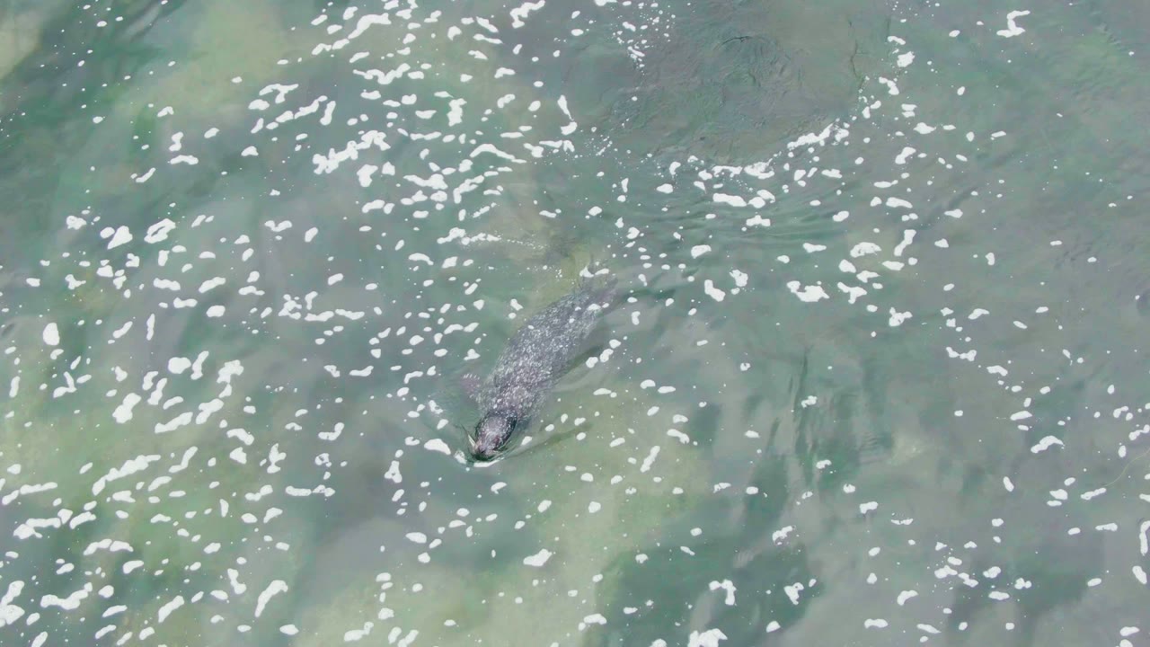 The crocodile appears farther across the green-blue water, its body partly obscured by bright surface ripples in La Bocana, Baja California Sur, with no visible people.