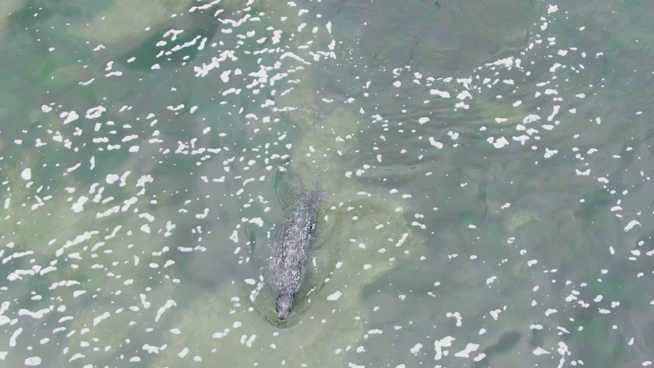 A top-down frame shows the crocodile more clearly near the upper right area of the water, surrounded by scattered white ripples in La Bocana, Baja California Sur, with no visible people.