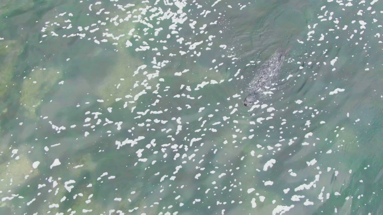 Overhead frame from La Bocana, Baja California Sur showing a gray manatee beneath pale green shallow water with scattered white foam and no visible people.