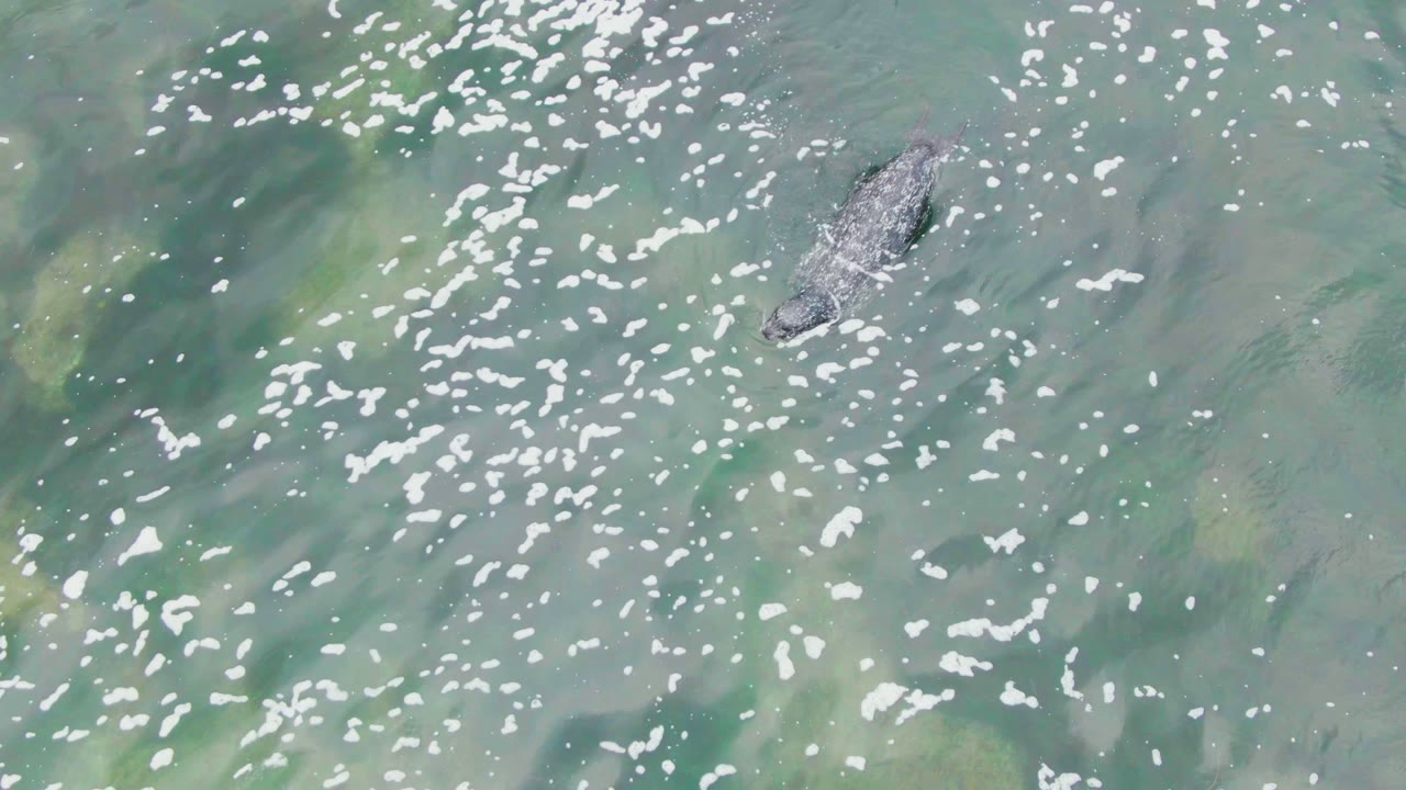 Manatee gliding near the water surface over submerged vegetation