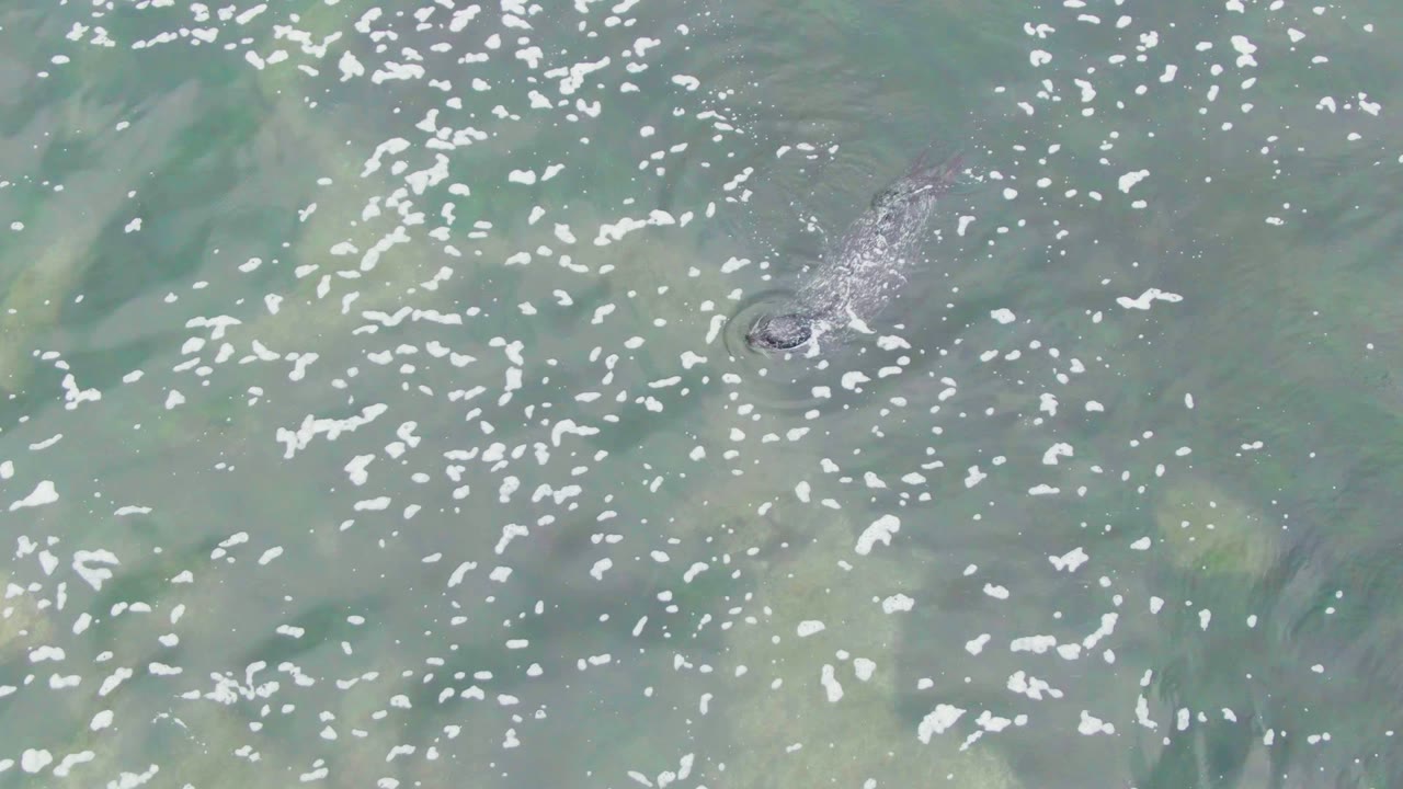 Aerial La Bocana view showing the gray manatee close to the surface amid scattered white foam, with green-brown shapes of underwater vegetation and no visible people.