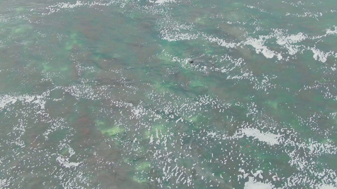 Foamy ocean surface over green water and dark submerged patches.