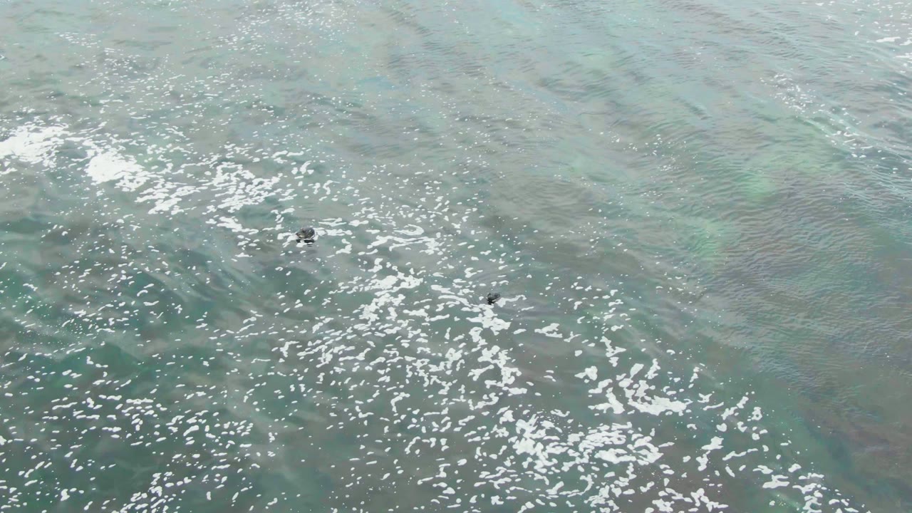 Overhead view of green-blue ocean surface in La Bocana, Baja California Sur, with white foam patches and small dark marine animals visible near the upper left, no visible people.