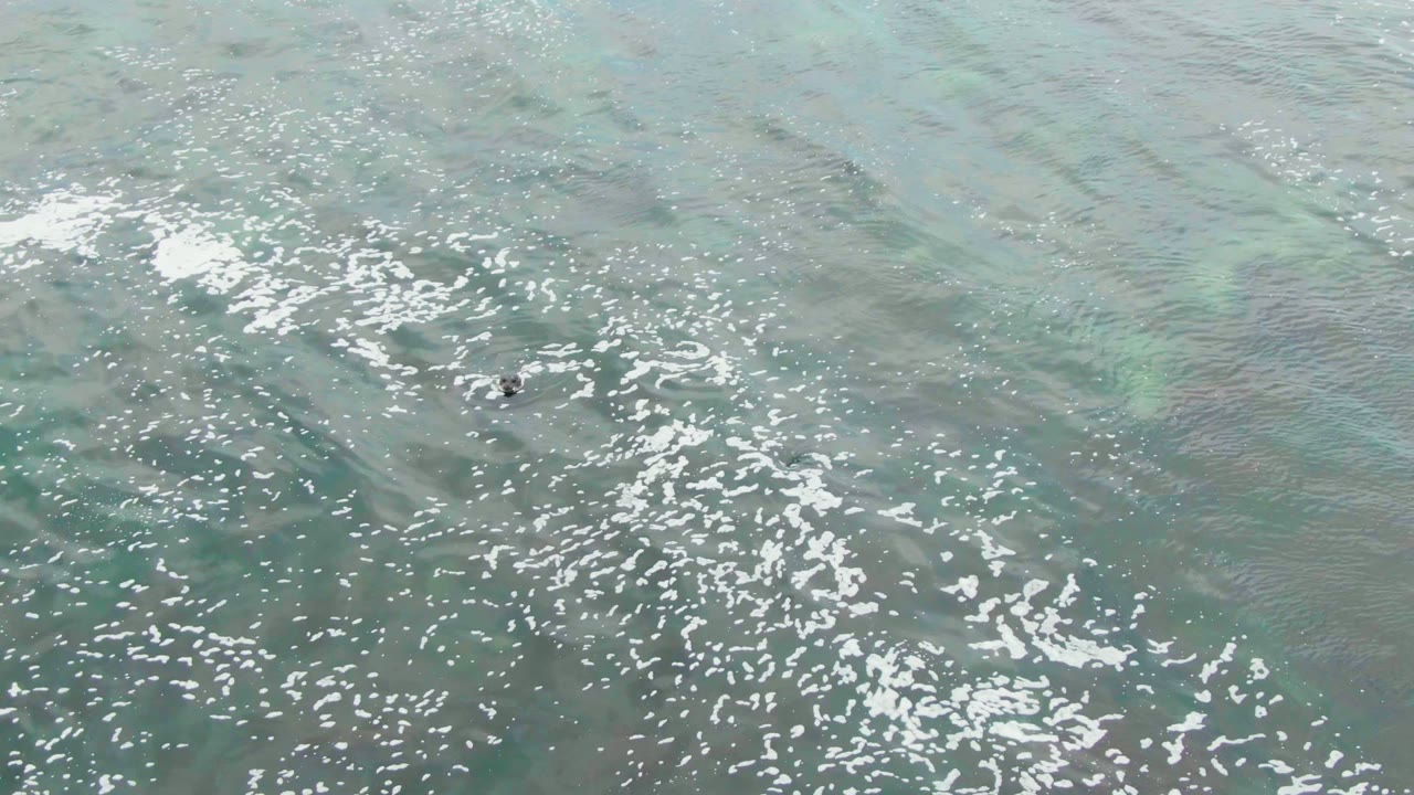 Foamy ocean water with dark animal shapes near the surface.