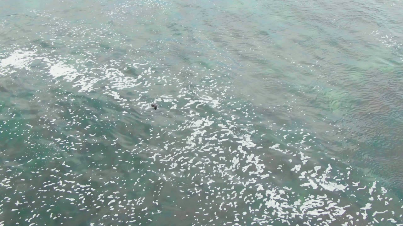 Overhead view of clear green-blue water at La Bocana with a dark marine animal shape near the upper area and broken white foam across the surface, no visible people.