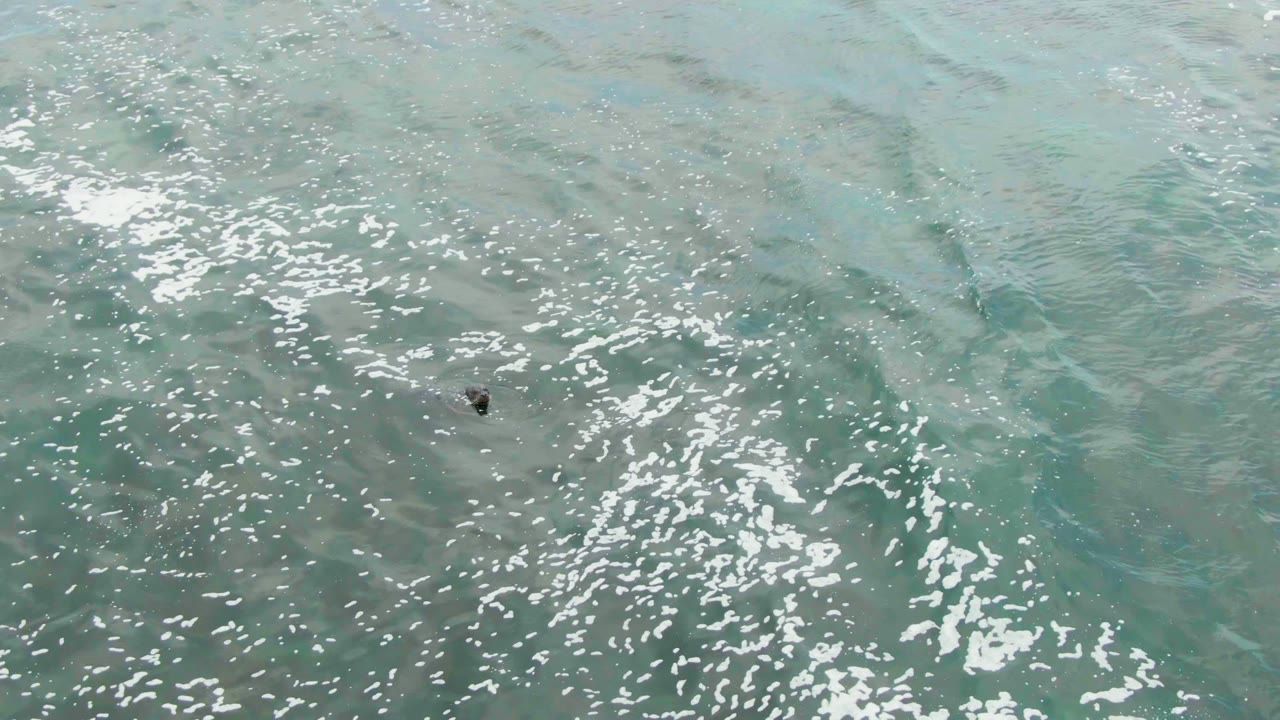 Clear ocean surface with foam streaks and a small dark object near the middle.