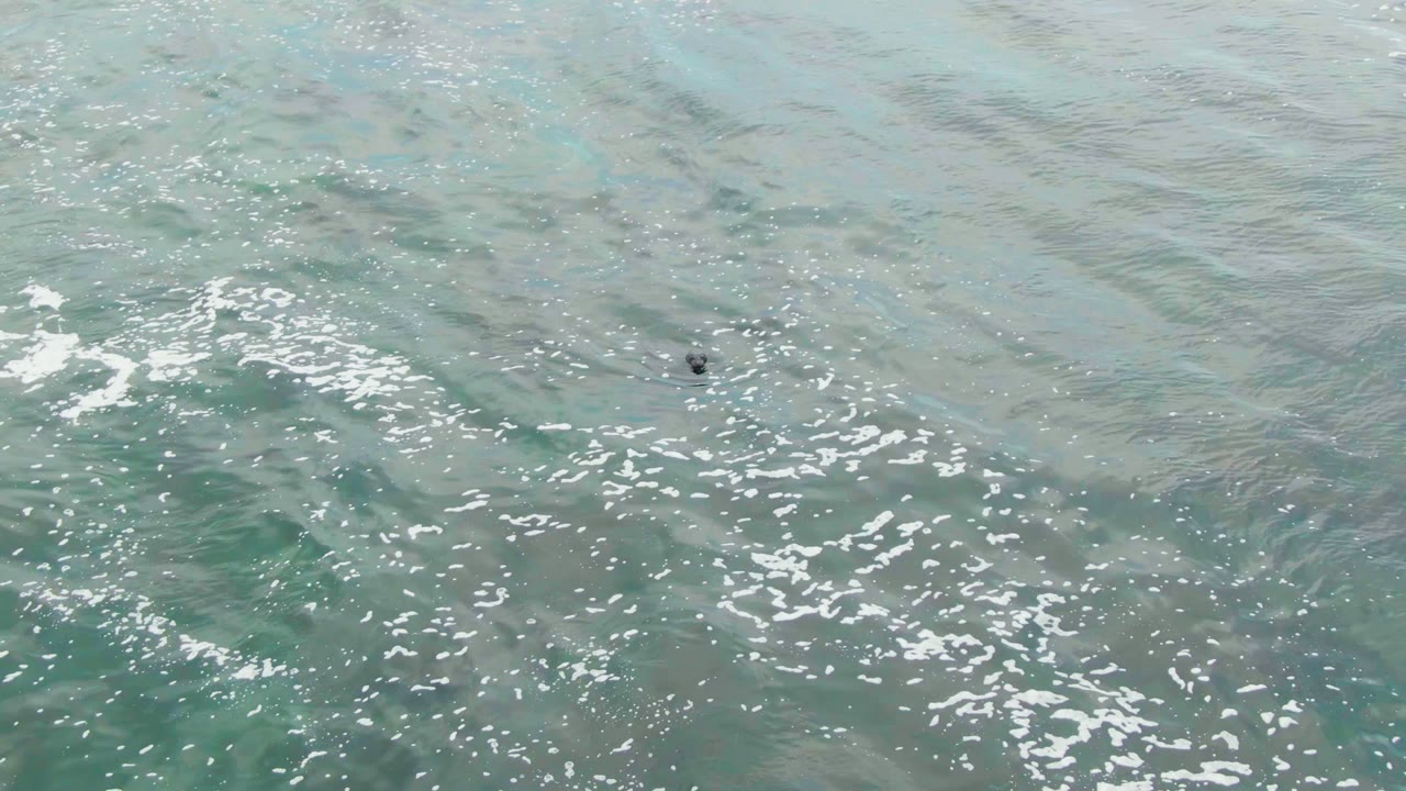 A small dark bird appears near the upper-left area of blue-green ocean water in La Bocana, Baja California Sur, with white foam streaks and no visible people.
