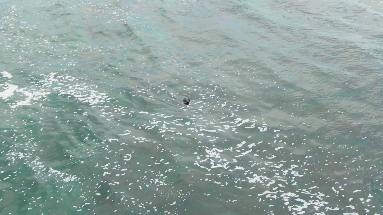 Small bird amid rippled ocean surface and foam patches