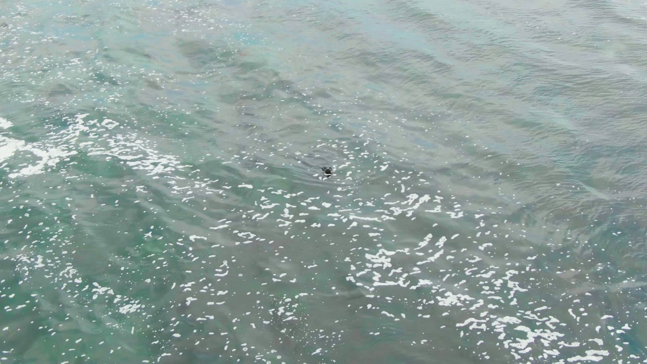 A tiny dark bird remains visible near the upper portion of the La Bocana ocean frame, above a band of white foam and blue-green water, with no visible people.