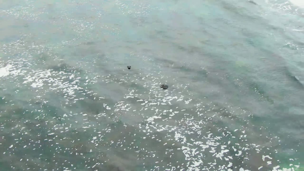 Pale blue-green shallow ocean water in La Bocana with small dark marine mammal shapes near the upper frame and scattered white foam, no visible people.