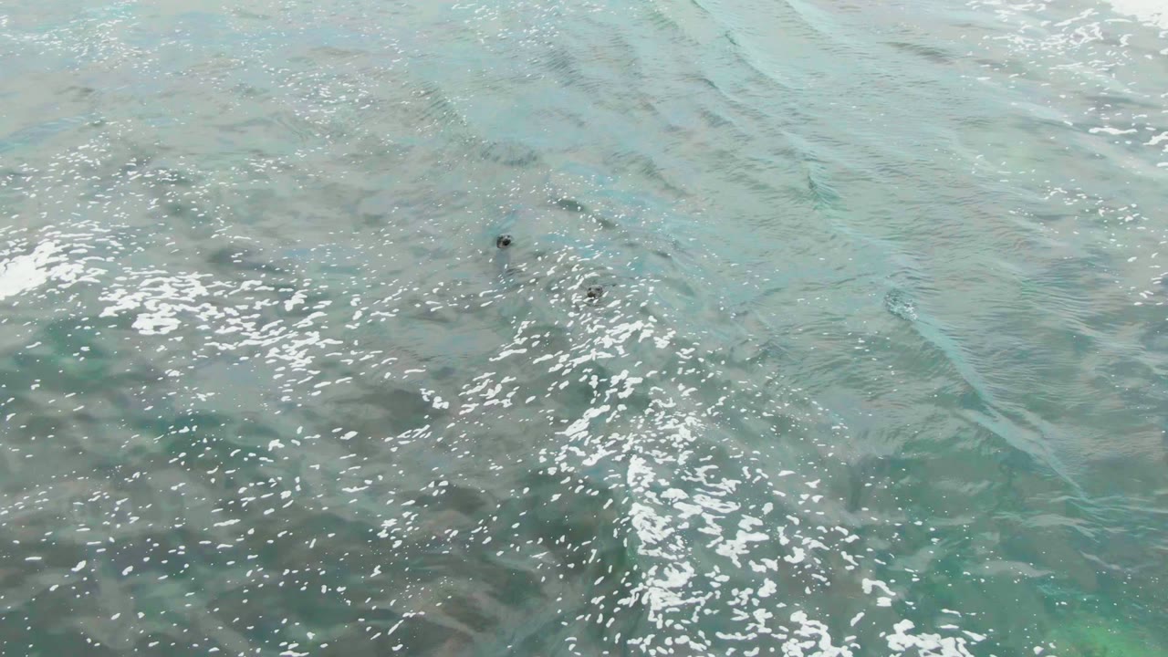 Clear rippled ocean surface with a dark animal shape near center
