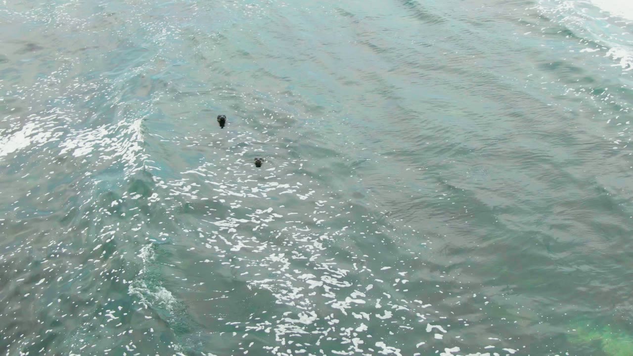 Blue-green shallow ocean water in La Bocana with two dark marine mammal shapes near the upper right and a brighter patch of foam below them, no visible people.