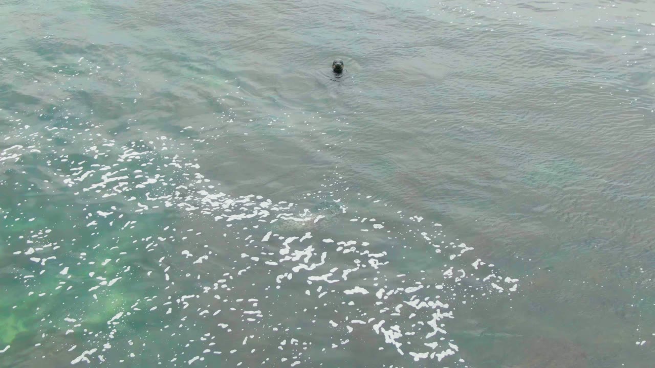 Overhead view of turquoise water at La Bocana with white foam across the lower half, a dark seal shape near the upper edge, and no visible people.