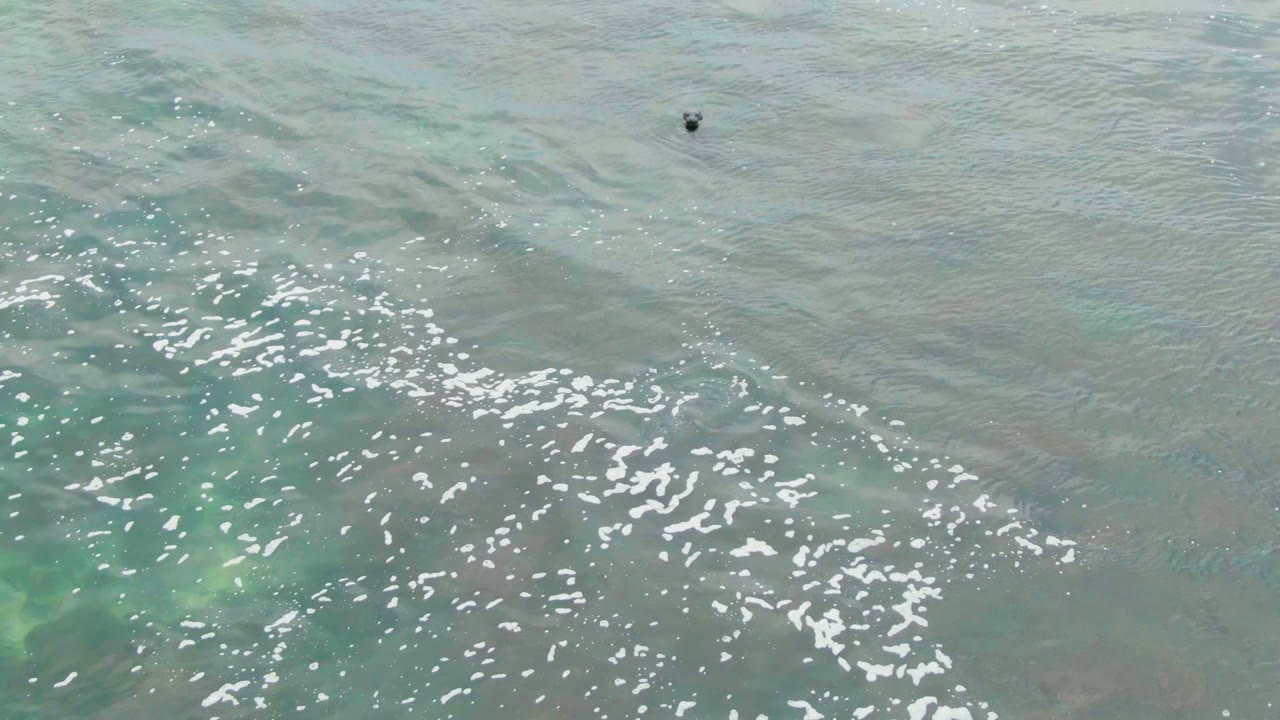 Clear green-blue ocean water with foam streaks and a small dark seal shape above center.