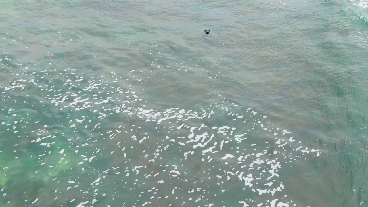 Overhead La Bocana water view with bright white foam patches, pale turquoise color below the surface, a dark seal shape near the upper right, and no visible people.