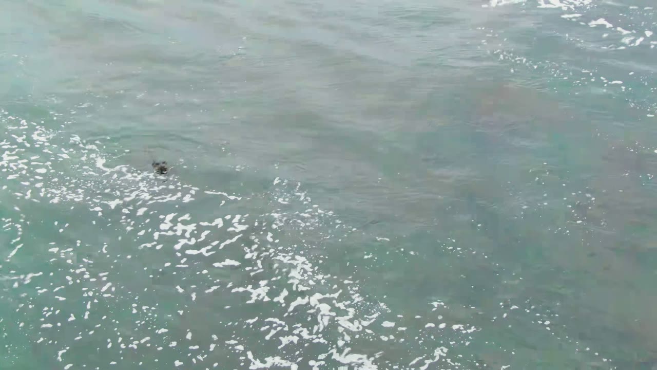 A small dark fish sits left of frame beneath rippled blue-green ocean water in La Bocana, Baja California Sur, Mexico, with no visible people.
