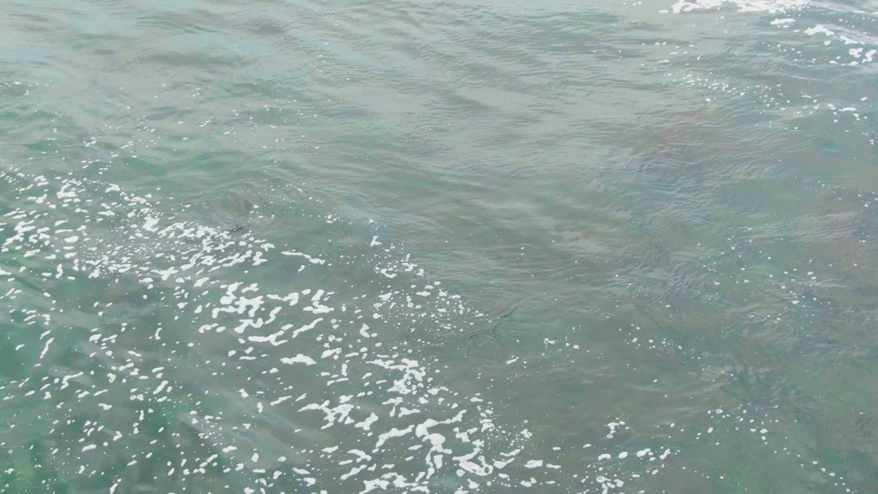 Clear shallow water with foam and fish near right side