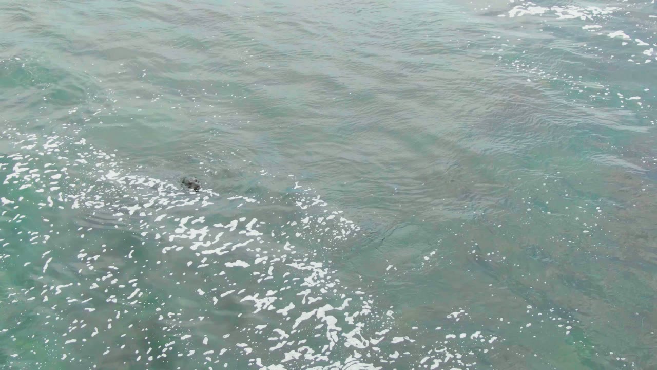 A small fish is visible beneath blue-green water near a cluster of white foam streaks, with the La Bocana ocean surface filling the frame and no visible people.