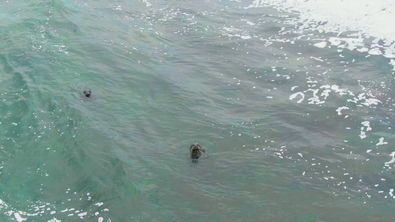 Two sea turtles break the surface in blue-green water at La Bocana, Baja California Sur, with scattered white foam and no visible people.