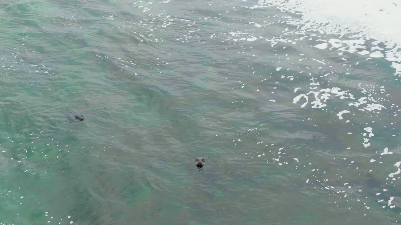 Sea turtles spaced apart under rippled ocean water and foam.