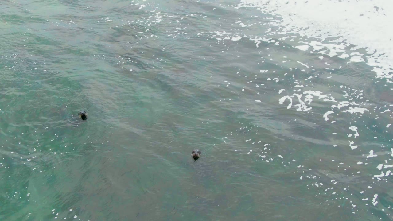 A pair of sea turtles surface in La Bocana's green coastal water, one near center and one farther right beneath small white foam patches, with no visible people.