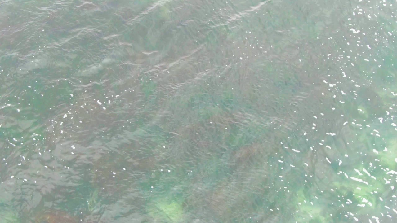 Rippling green-blue water with submerged seaweed visible below the surface.