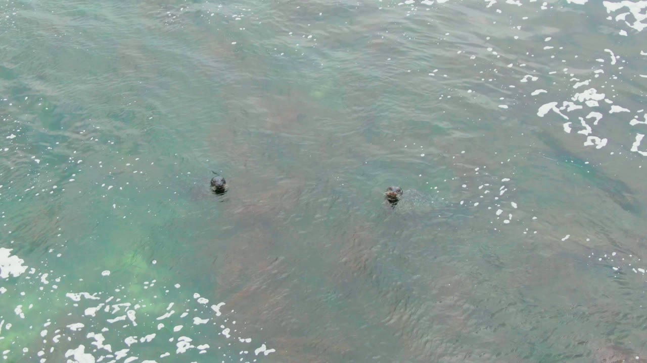 Two sea turtles appear near the upper part of clear shallow water in La Bocana, Baja California Sur, with white foam streaks on the surface and no visible people.