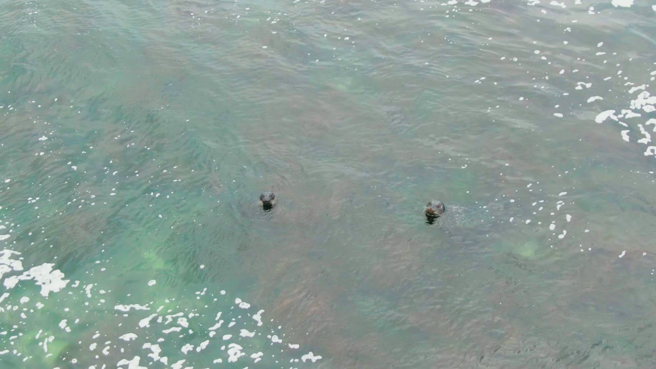 Sea turtles separated in rippled shallow ocean water.