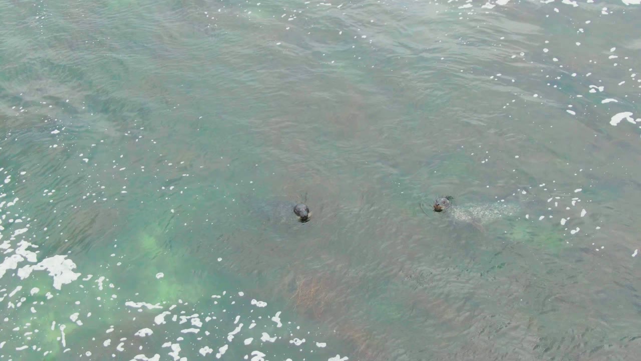 The turtles remain visible as small dark forms in La Bocana's green-blue shallows, with brighter foam patches crossing the water and no visible people.