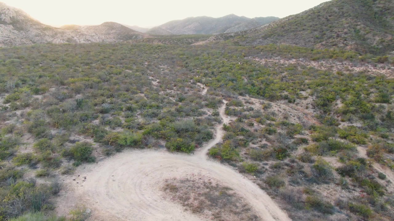 Cabo Pulmo desert terrain with a pale dirt path curving through low green and brown brush toward distant hills, with no visible people.