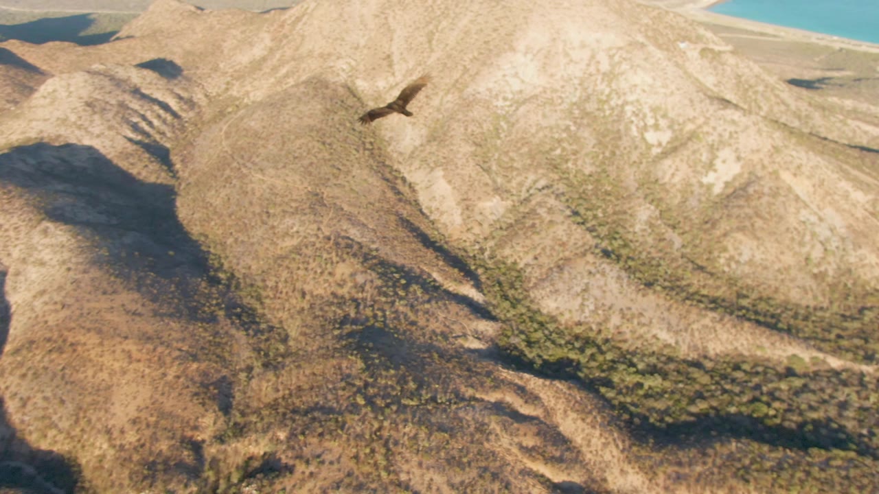 A vulture crosses above tan arid mountain slopes in Cabo Pulmo, Baja California Sur, with blue ocean visible beyond the ridges and no visible people.
