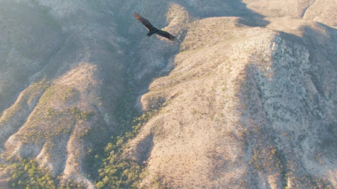 Eagle flying above pale mountain ridges and valley shadows.