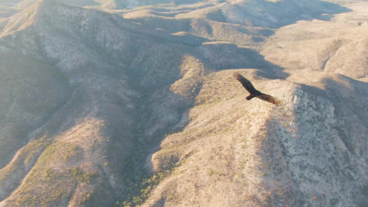 Eagle centered over rugged tan hills and shaded gullies in Cabo Pulmo, Baja California Sur, with dry terrain filling the frame and no visible people.