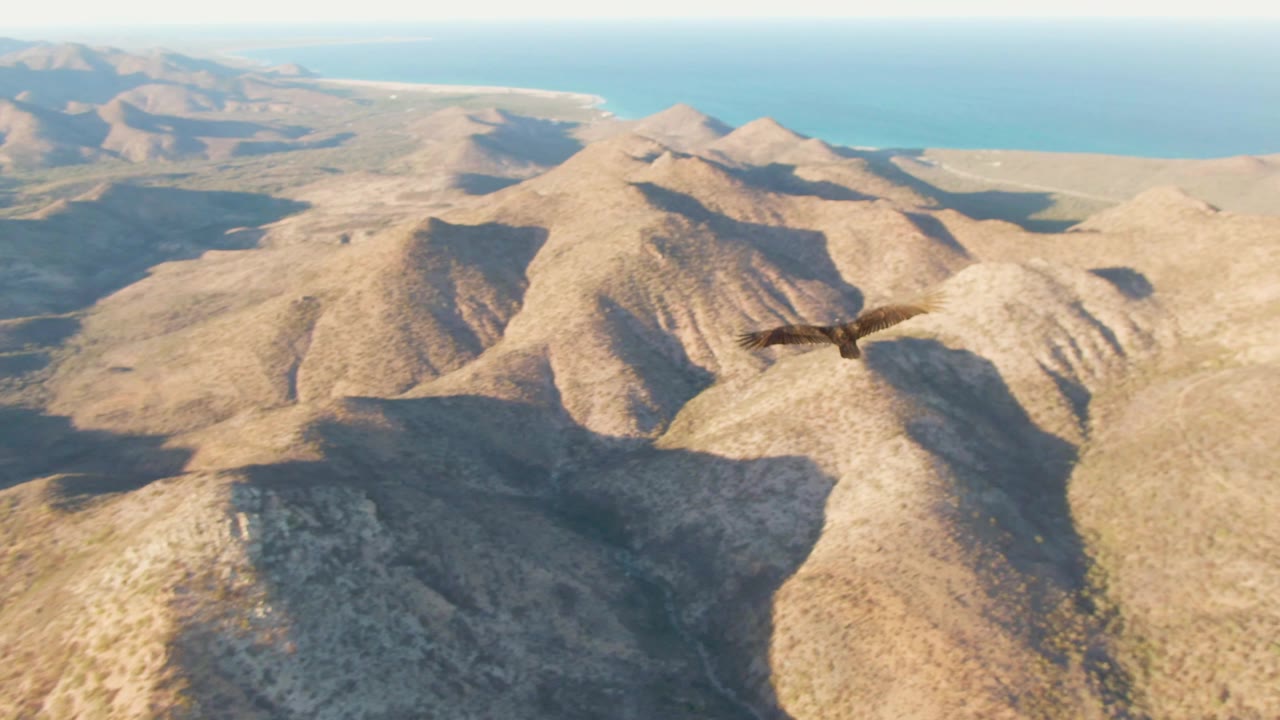 Eagle flying near the right edge above layered dry mountains in Cabo Pulmo, Baja California Sur, with a blue ocean horizon in the distance and no visible people.