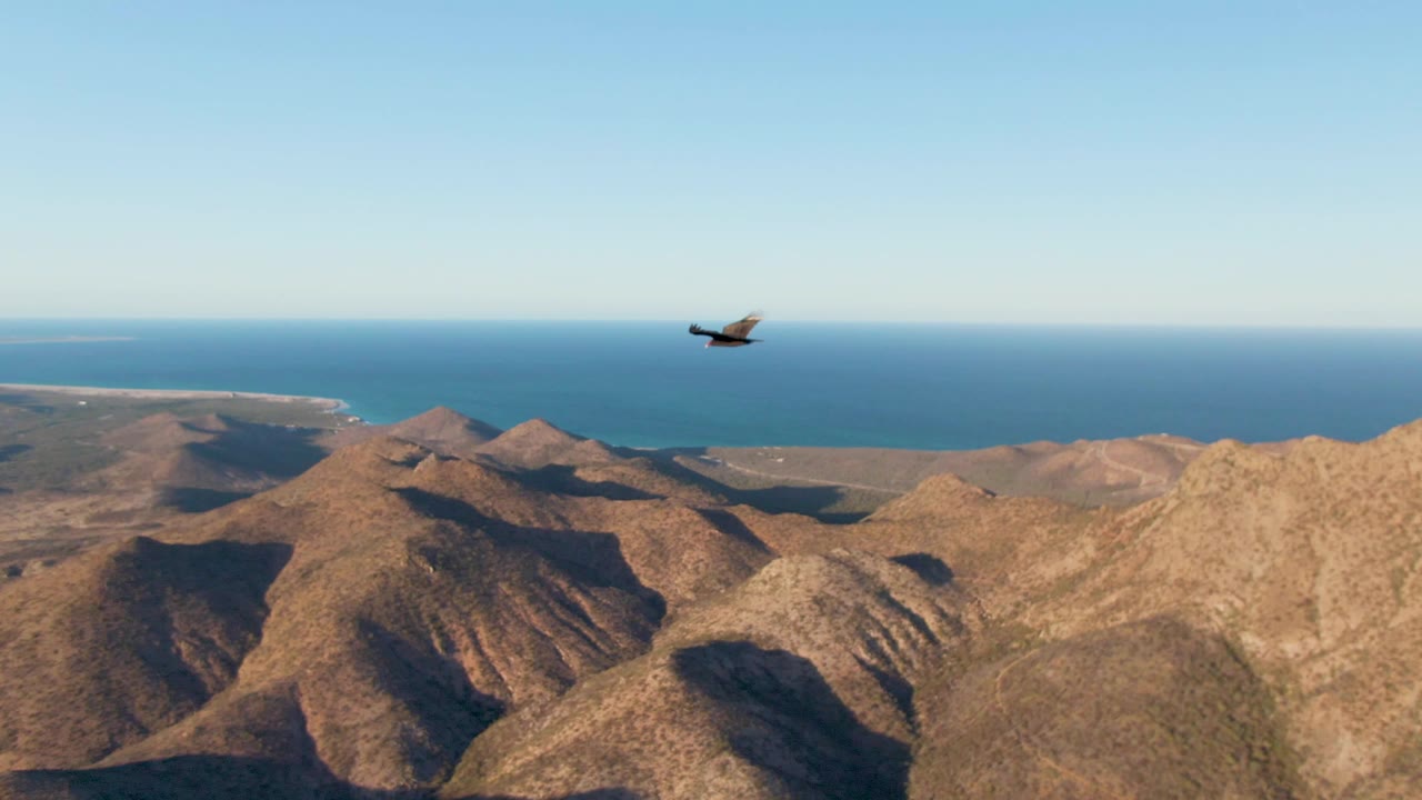 An eagle flies over brown Cabo Pulmo mountain ridges with the blue ocean beyond and no visible people.