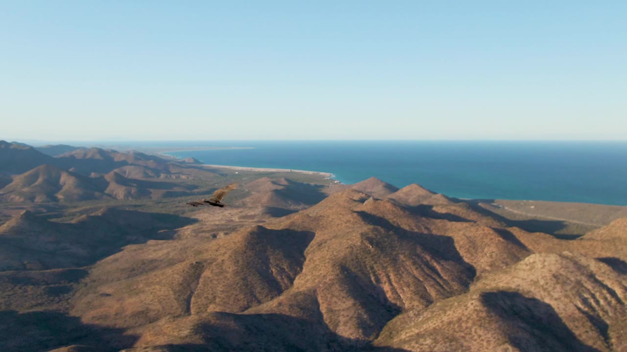 The bird crosses the upper sky over Cabo Pulmo's arid mountain ridges, with coastline, open coastal plain, and blue water in the background and no visible people.