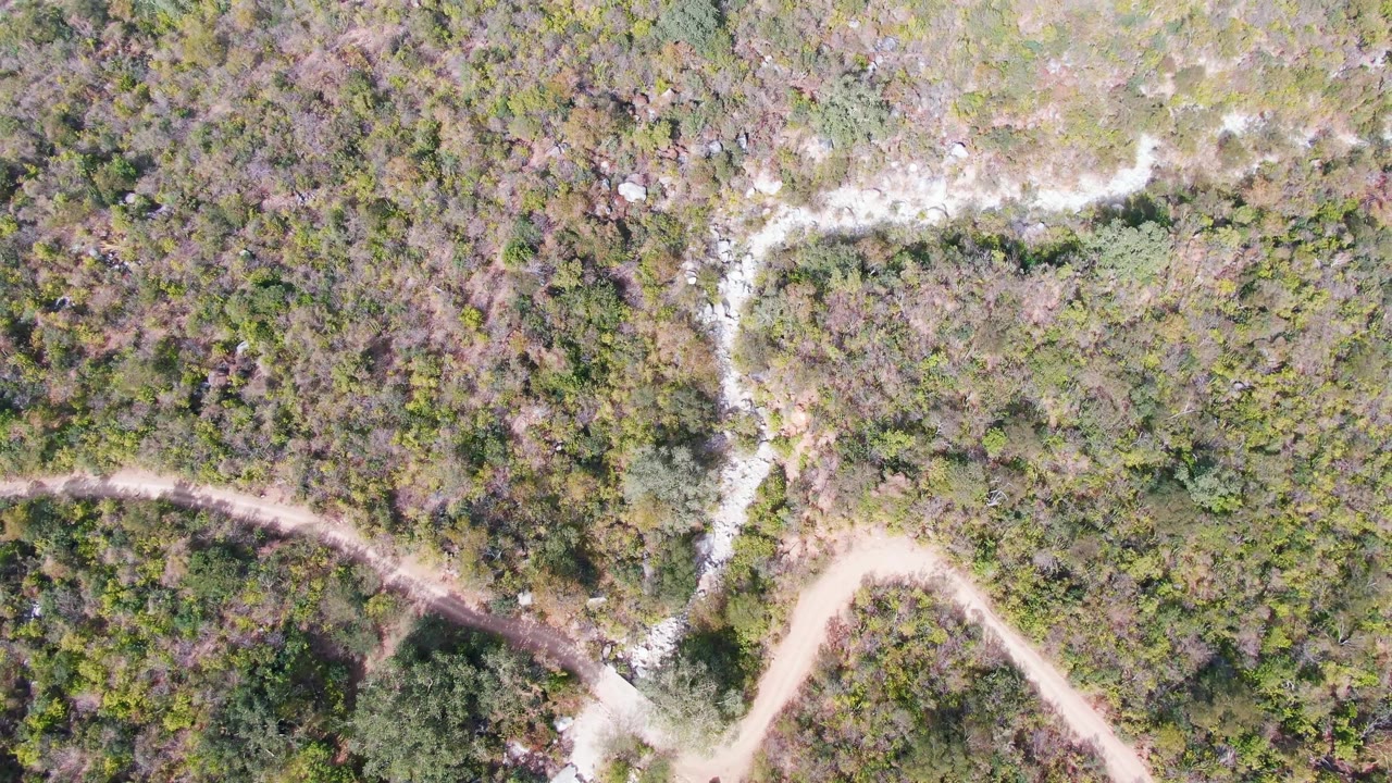Overhead view of a winding dirt road and pale stream channel through dense vegetation.