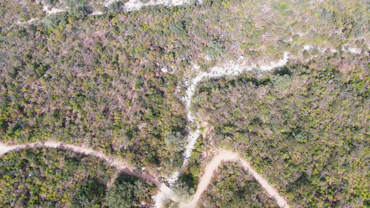 Top-down drone frame in San Dionisio, Baja California Sur, showing a winding dirt track along the lower edge and thick scrubland filling the frame with no visible people.