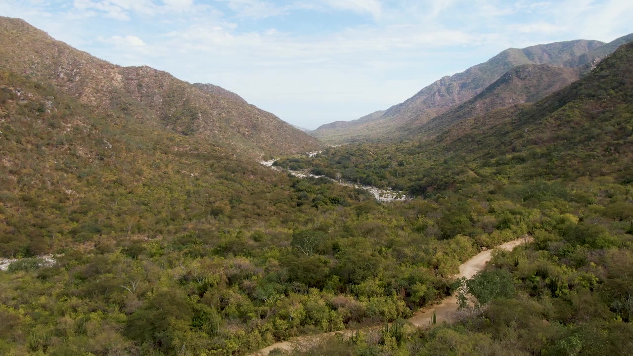 Mid-early view in San Dionisio, Baja California Sur, where the dirt road enters thicker foreground vegetation, the pale riverbed sits farther back in the valley, and rocky slopes frame the horizon with no visible people.
