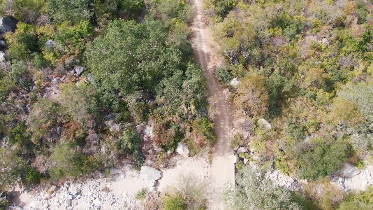 Aerial overhead view of the dirt path continuing between trees, scrub, and scattered stones in San Dionisio, Baja California Sur, with no visible people.
