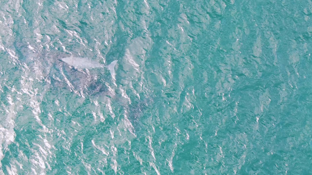 Dolphin under rippled turquoise ocean water