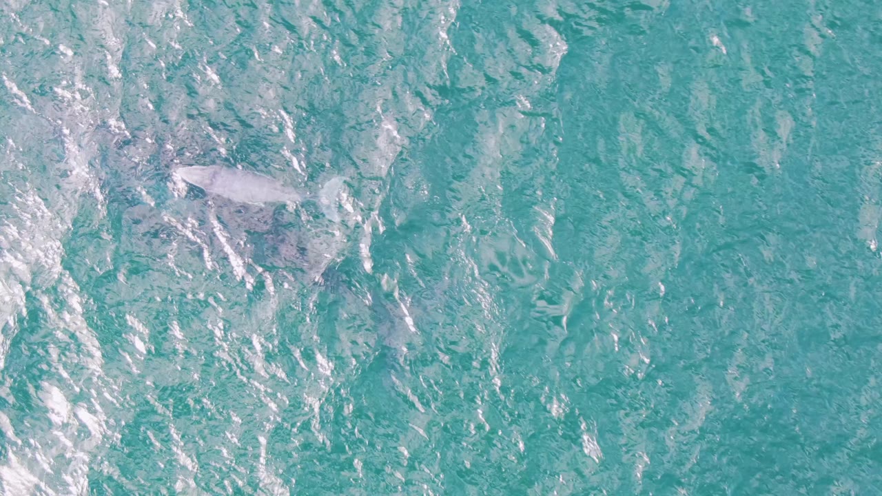 At Shipwrecks in Baja California Sur, Mexico, the dolphin appears nearer the upper left of the frame under clear turquoise water, with no visible people.