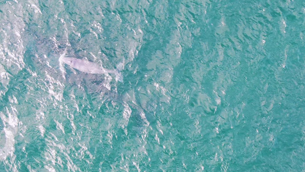 At Shipwrecks in Baja California Sur, Mexico, a pale dolphin sits below broken white surface reflections in turquoise water, with no visible people.