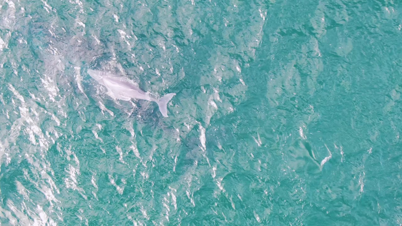 At Shipwrecks in Baja California Sur, Mexico, the dolphin is larger in frame beneath shallow-looking turquoise water, with no visible people.