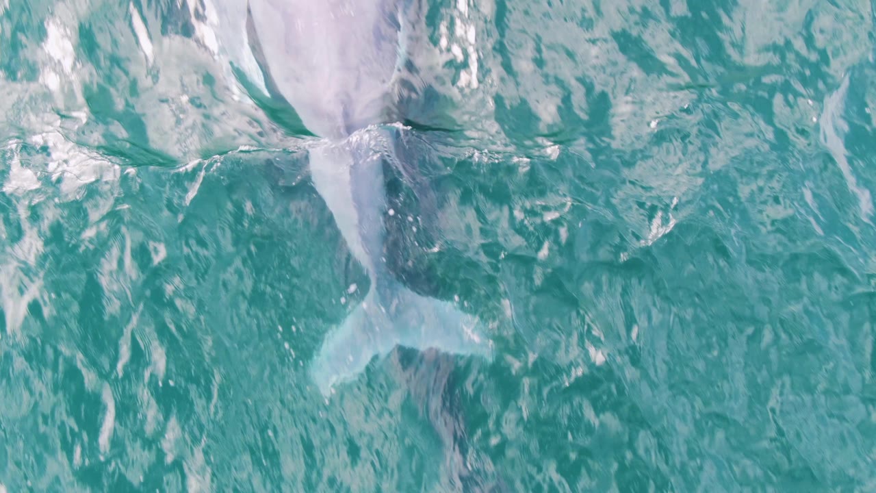 Overhead frame from Shipwrecks, Baja California Sur, Mexico, showing a pale whale form under turquoise water with white foam patches near the surface and no visible people.
