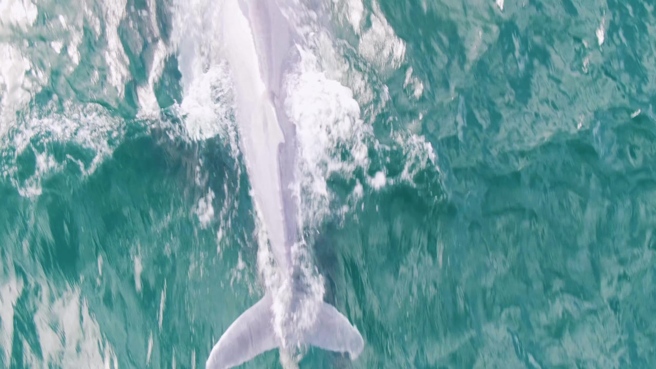 At Shipwrecks, Baja California Sur, Mexico, the whale's body and tail are visible near the surface in blue-green water with thin white ripples and no visible people.