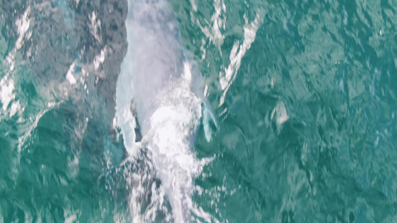 The whale continues through clear turquoise water at Shipwrecks, Baja California Sur, Mexico, with white foam streaks above and mottled underwater texture below, and no visible people.