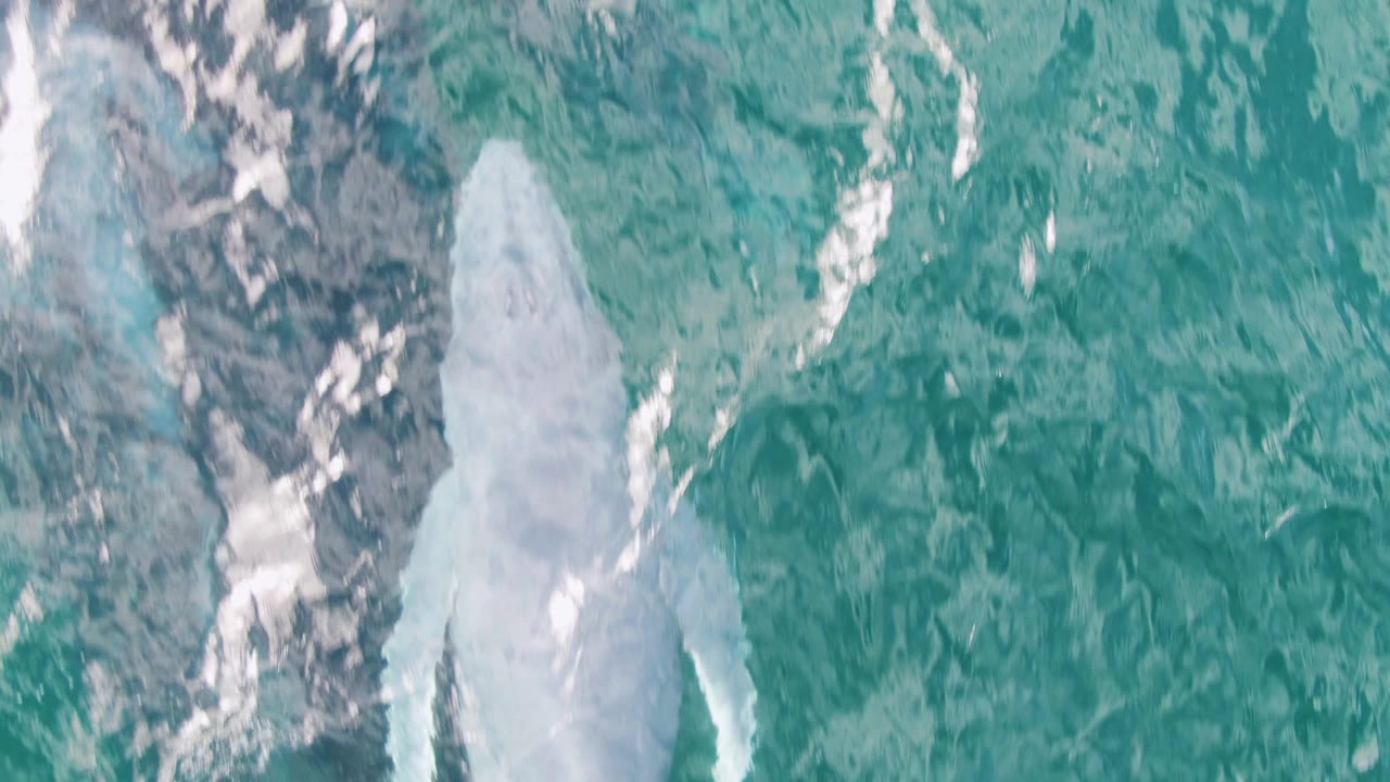 Pale whale form near darker underwater rock texture.