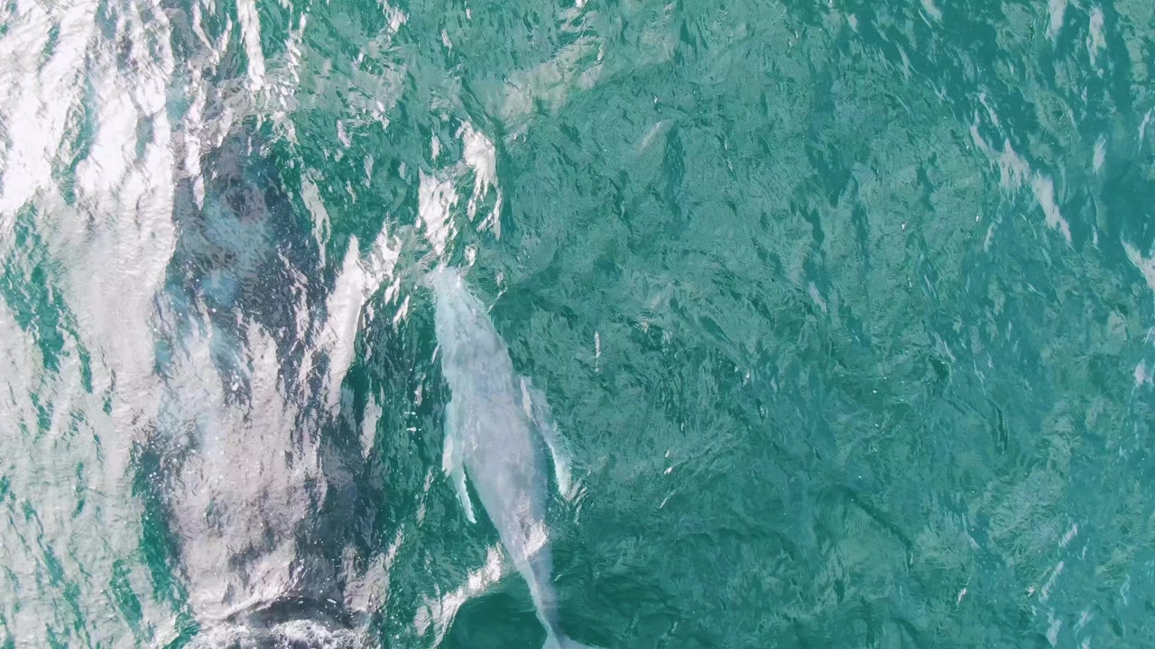 Overhead view at Shipwrecks, East Cape, Baja California Sur, showing a dark whale and a pale whale beneath turquoise water with bright surface ripples and no visible people.