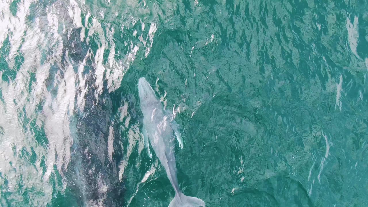 At one second, the pale whale sits to the right of the darker whale shape under rippled turquoise water at Shipwrecks, East Cape, Baja California Sur, with no visible people.
